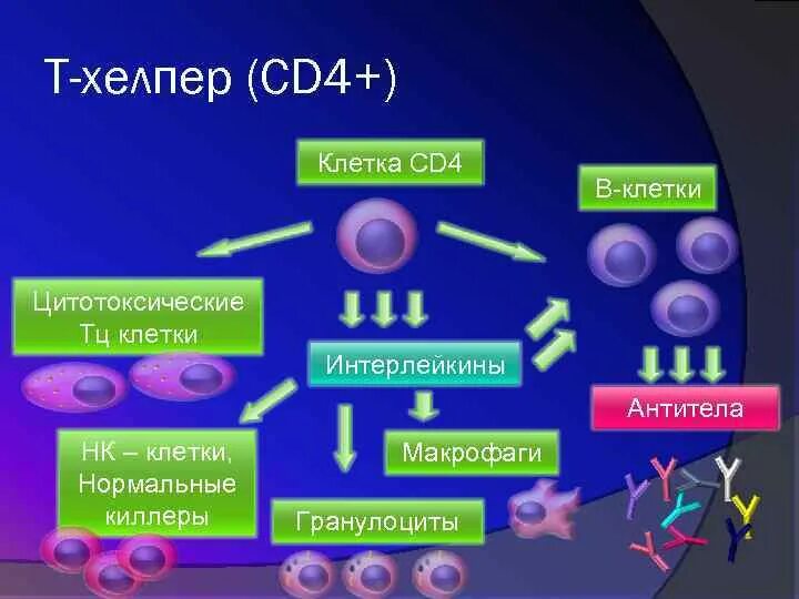 Сд лимфоциты. Клетки иммунной системы т-киллеры. Т лимфоциты СД 4 ВИЧ. Клетки т-хелперы. Cd4 клетки.