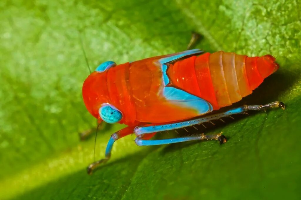 Пчела предупреждающая окраска. Graphocephala coccinea. Нимфа цикады. Нимфы planthopper. Яркие насекомые.