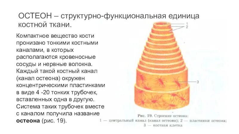 Структурная единица кости. Остеон структурная единица костной ткани. Остеон структурная функциональная единица. Структурно-функциональная единица кости Остеон. Костные пластинки остеона расположены.