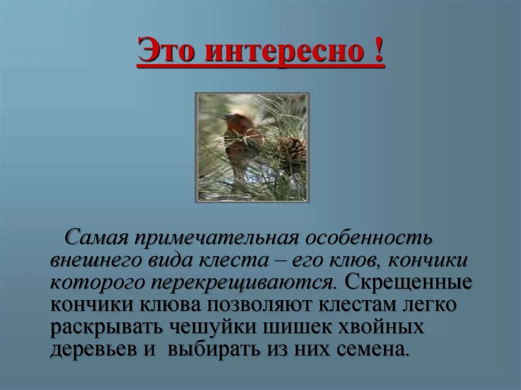 Обучающее изложение клесты 3 класс. Изложение клесты. изложение по русскому языку клесты. изложение третий класс клесты. заяц копатель клесты бросатели это пословица.