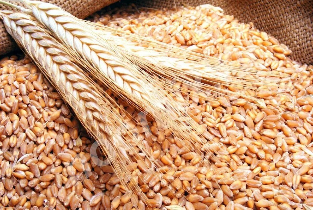 Ячмень страны. Ячмень ядрица. Пшеница. Пшеничное зерно. Пшеница продовольственная.