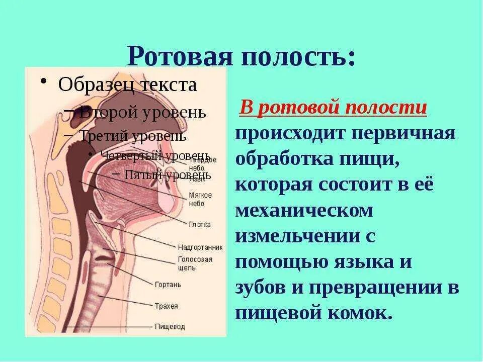 Строение ротовой полости человека схема. Ротовая полость строение анатомия. Анатомическое строение ротовой полости. Строение отделы и функции полости рта.