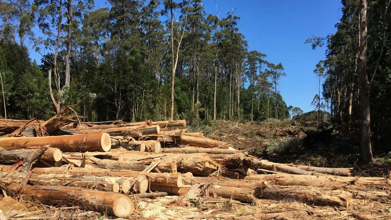 Cut down plant. Вырубка лесов для бумаги. Вырубка леса в Малайзии. Порубленные деревья. Вырубленный лес Форест.