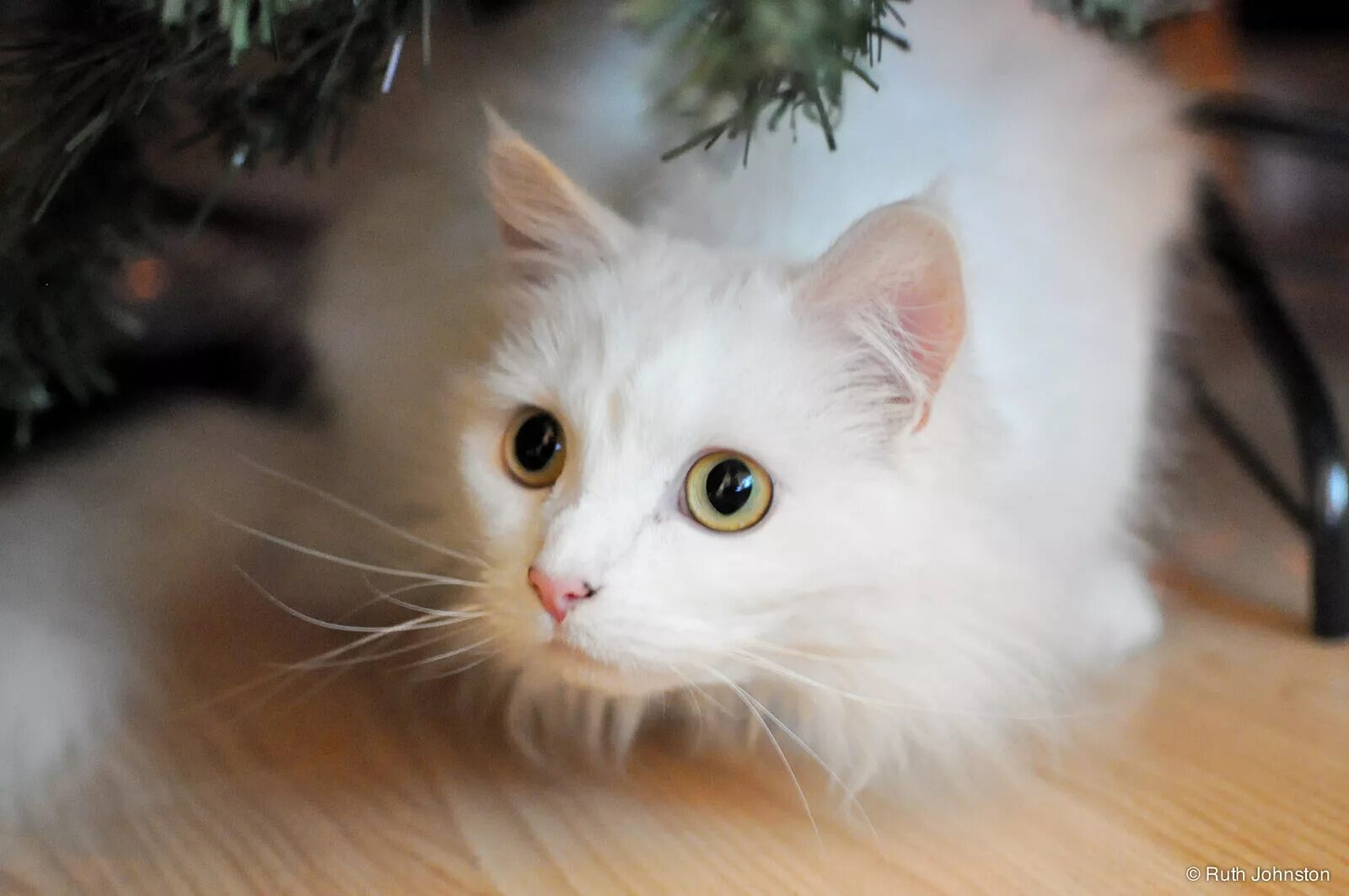 Турецкая ангора белая. Ангорская кошка. Турецкая ангора кошка. Турецкая ангорская кошка. Турецкая ангорская белая кошка.