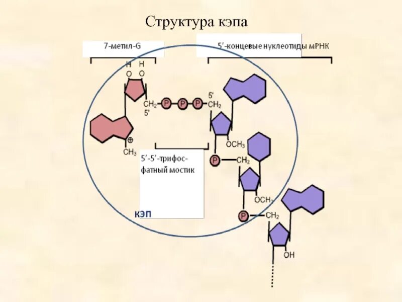 Функция поли а фрагмента мрнк. Кэп структура рнк это. кэп участок мрнк. кэп структура. структура кэпа мрнк.