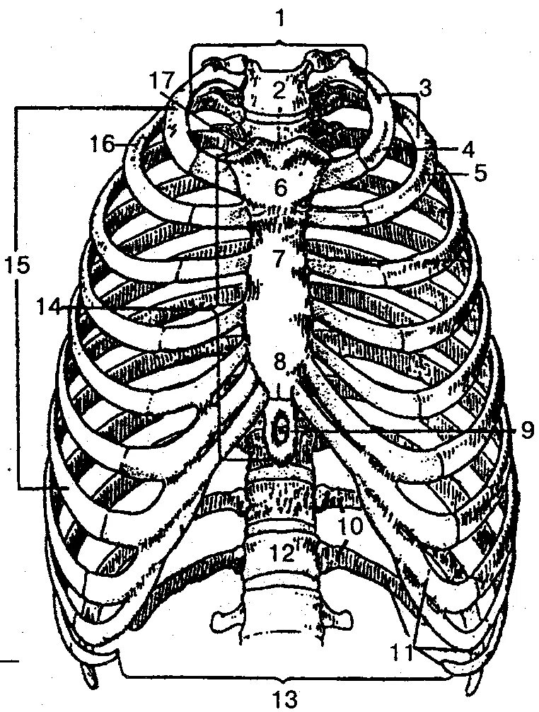 Грудное отверстие. Скелет человека грудная клетка ребра. Кости скелета грудной клетки анатомия. Скелет грудной клетки вид спереди. Анатомия ребер грудной клетки.