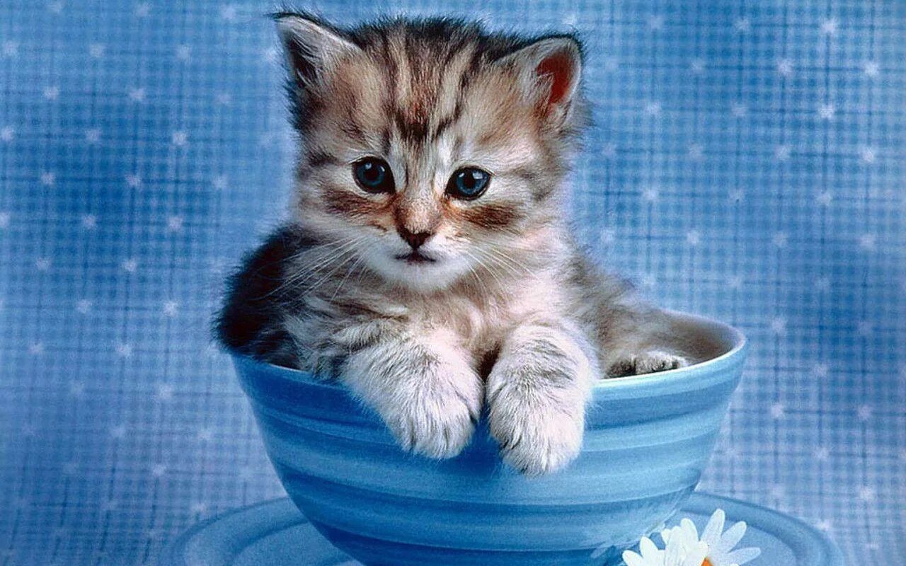 Котенок утром картинка. Котенок утром картинка