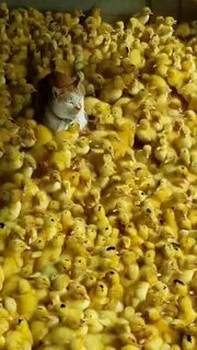 Кошка ест цыплят