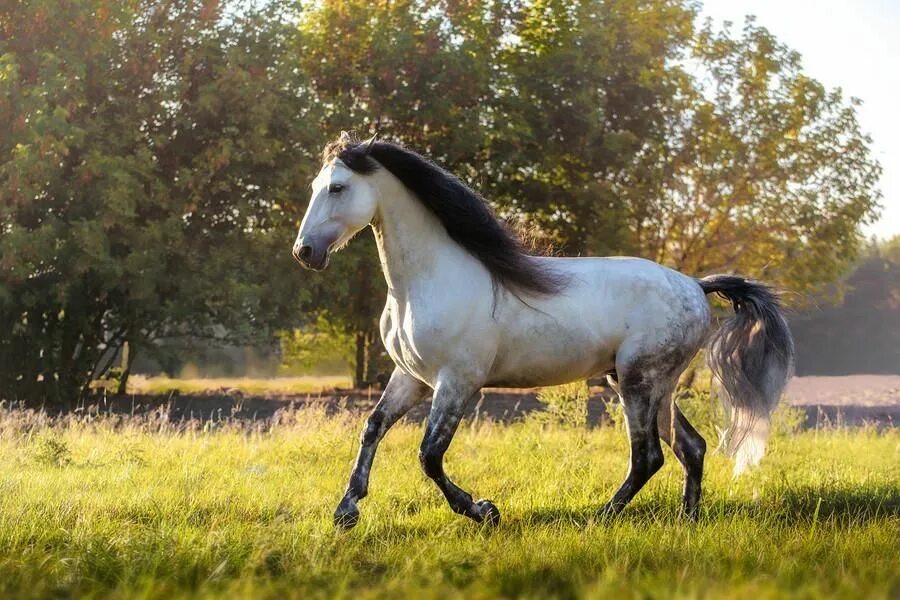 Конь с черной гривой. Андалузская лошадь белая. Андалузская лошадь Буланая. Андалузская лошадь гнедая. Андалузская лошадь серая.