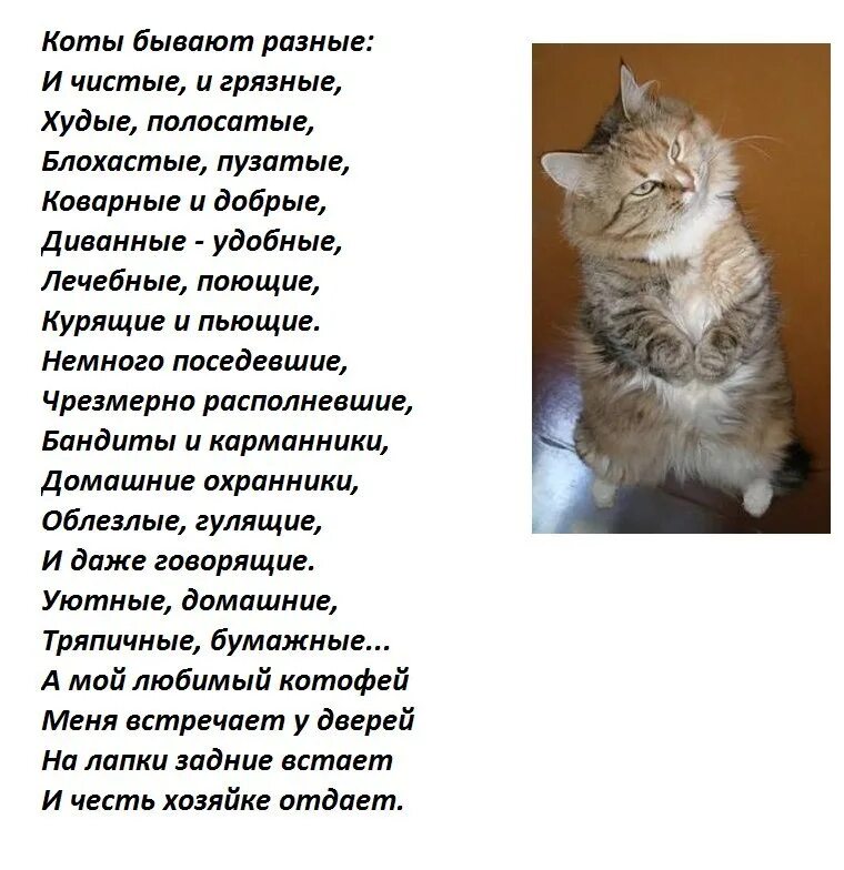 Кошка грустная песня. Стих про кошку. Стихи про котов. Стихотворение о котах. Стихи о котах и кошках.