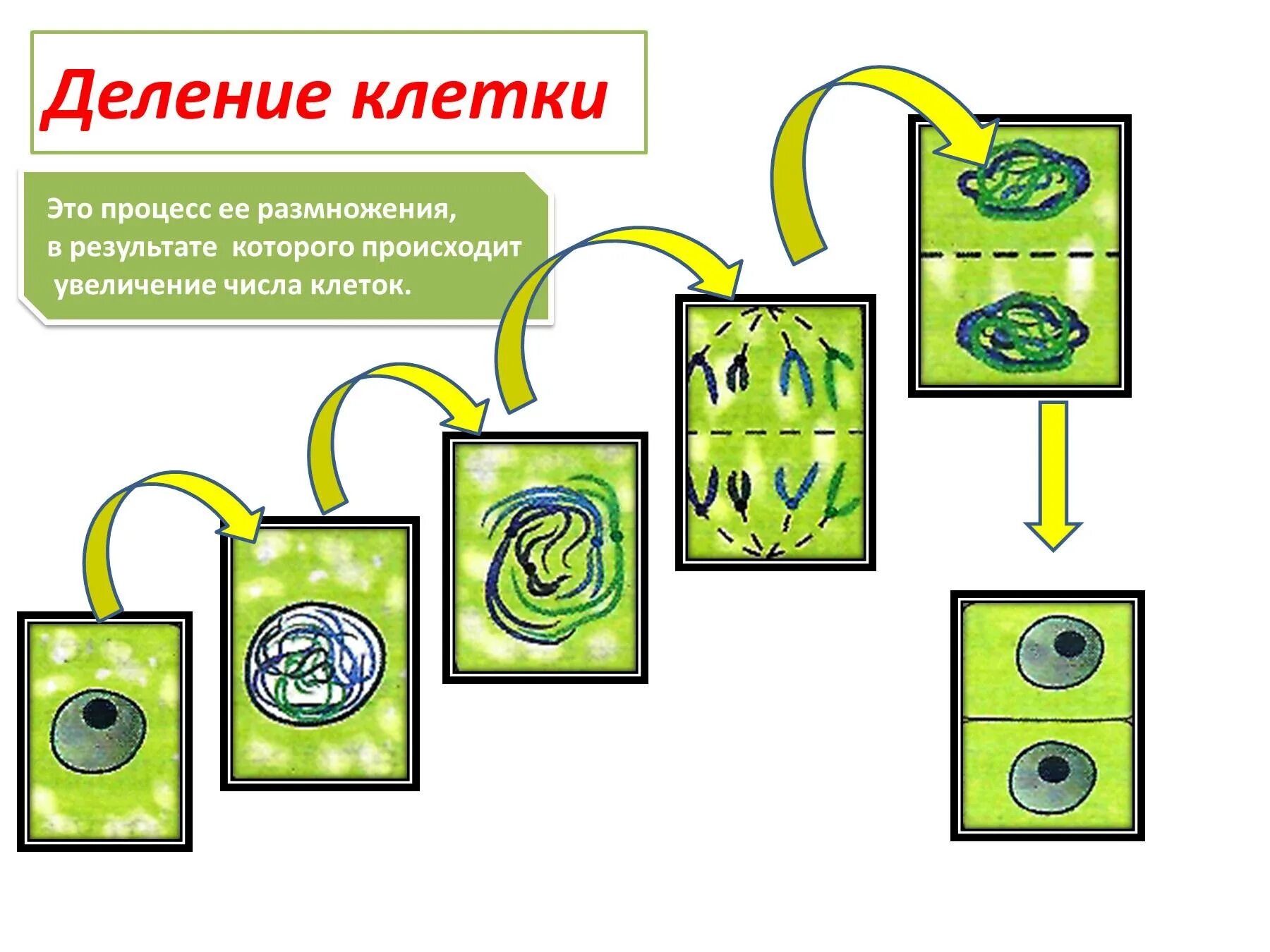 Этапы деления растительной клетки. Деление растительной клетки схема. Схема деления растительной клетки 5 класс биология. Деление растительной клетки 6 класс.