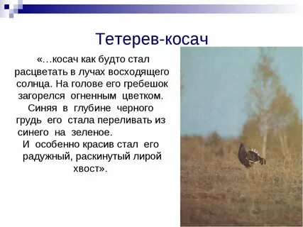 Закат солнца пришвин