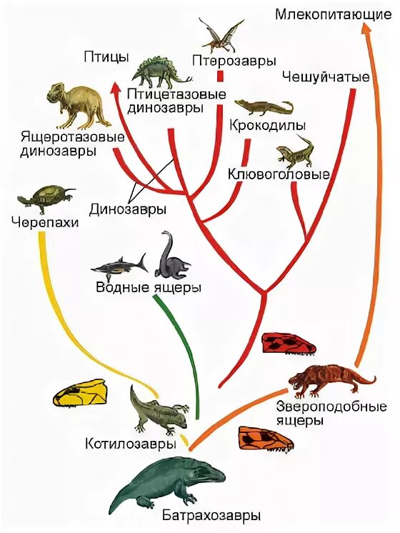 Эволюционная схема развития пресмыкающихся. Происхождение рептилий схема. Происхождение пресмыкающихся схема. Происхождение и Эволюция рептилий схема.