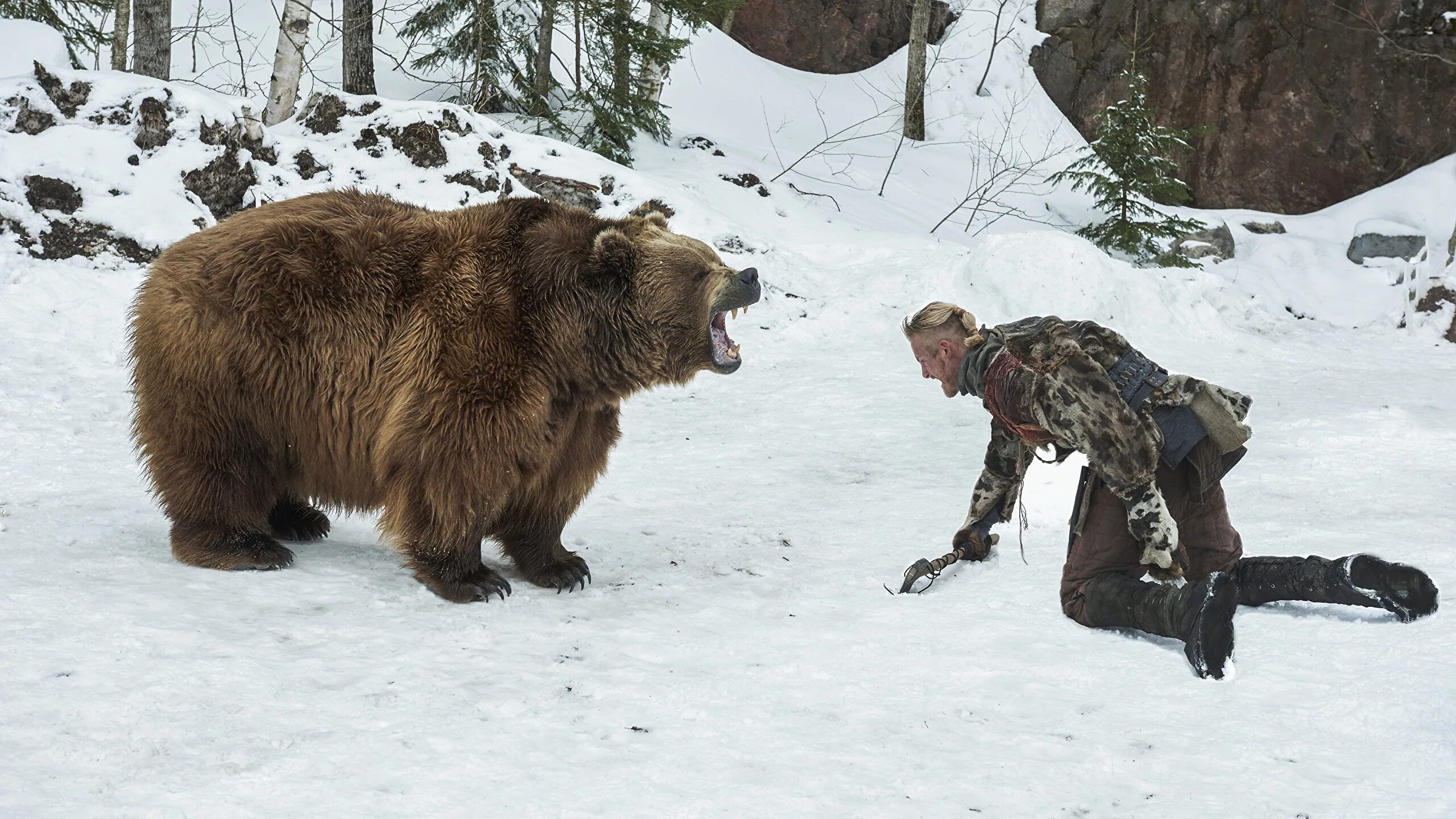 Схватка с медведем. Медведь Гризли шатун. Встреча с медведем.