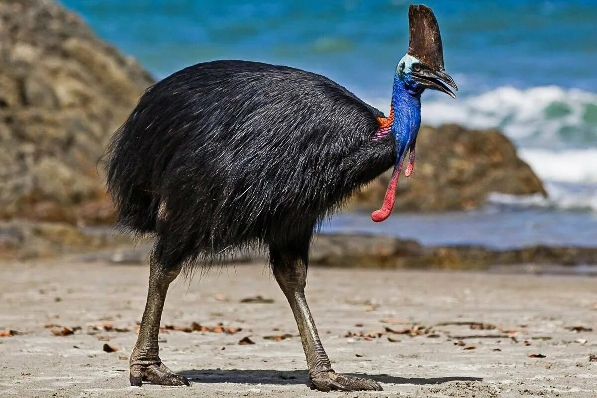 Желтозобый казуар. Шлемоносный казуар австралии. Казуар динозавр. Шлемоносный казуар. Крупнейшая птица австралии.
