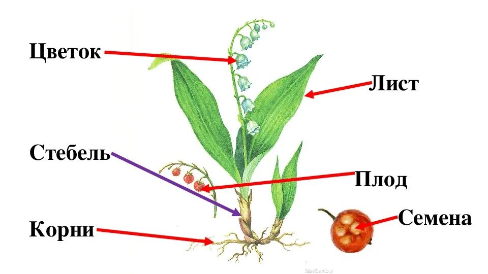 1 побег это часть корня. Внешнее строение ландыша. Строение ландыша майского схема. Строение ландыша майского схема биология.