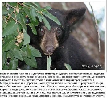К чему снится кормить медведя