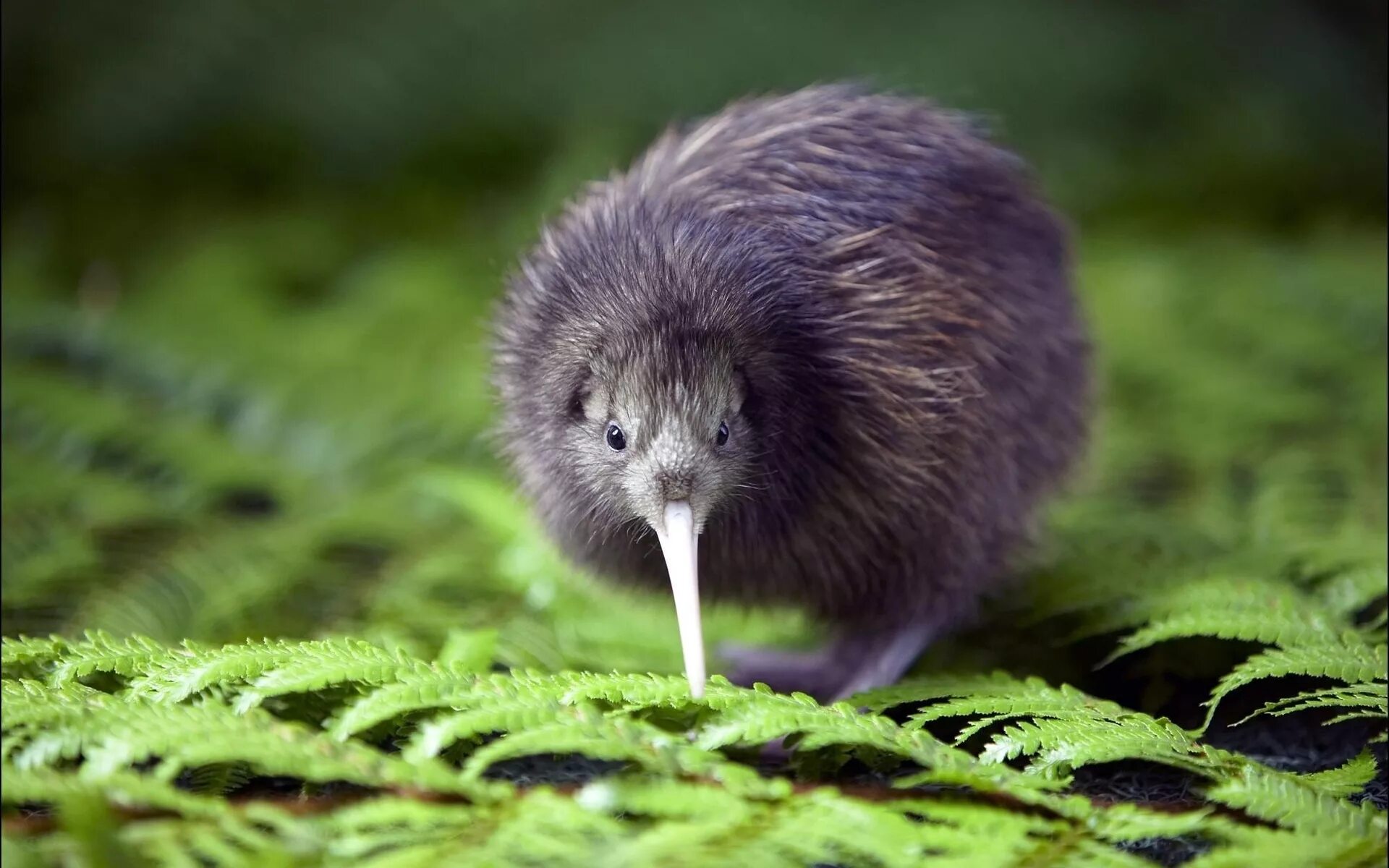 Kiwi orchestra. Киви птица. Птица киви символ новой Зеландии. Новозеландский киви птица. Новозеландская киви киви.