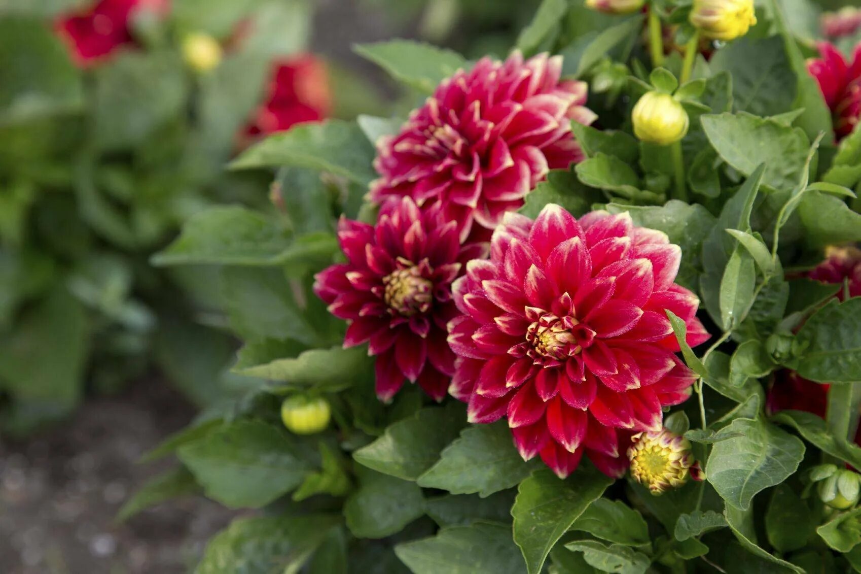 Георгин однолетний сорта с фото. Георгины dahlia. георгин кабальеро.