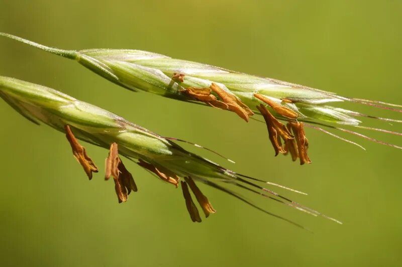 Костер полевой. Костёр ржаной (Bromus secalinus). Костер полевой (Bromus arvensis). Bromus ramosus. Костер растопыренный (Bromus squarrosus.