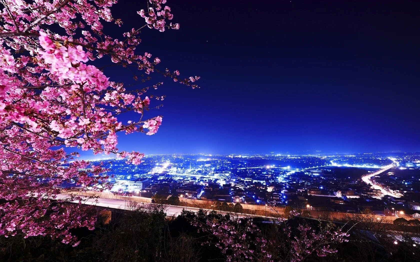 Красивый вид ночью. Черри блоссом ночь. Ночной Сеул и Сакура. Черри блоссом Night City. Красивый ночной вид.