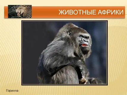 Презентация на тему горилла