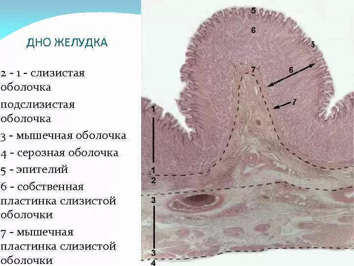 Подслизистая пищевода