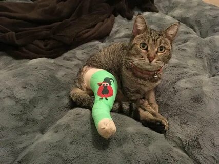 Leg cat