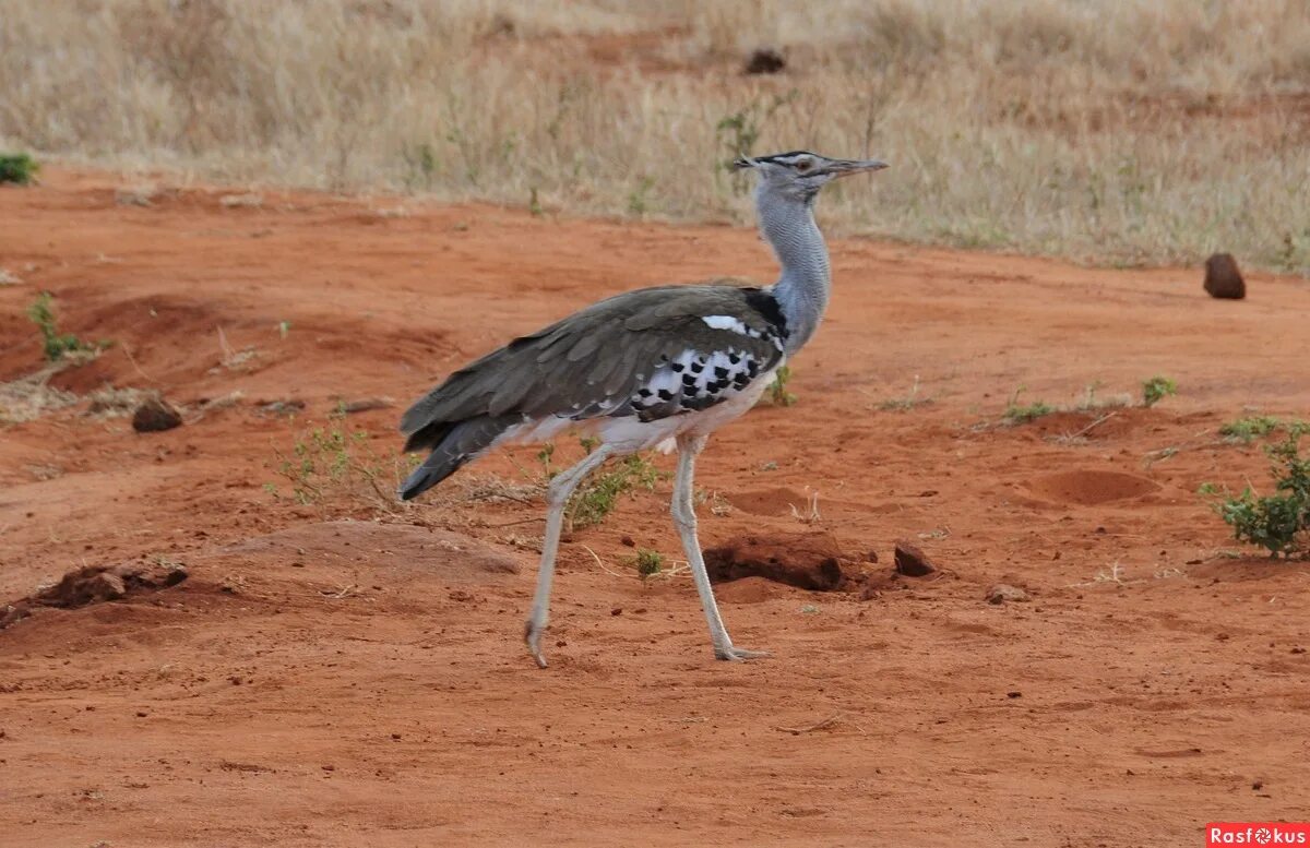кафрская африканская дрофа. дрофа кори. африканская большая дрофа. Bustard - дрофа. кафрская африканская дрофа.