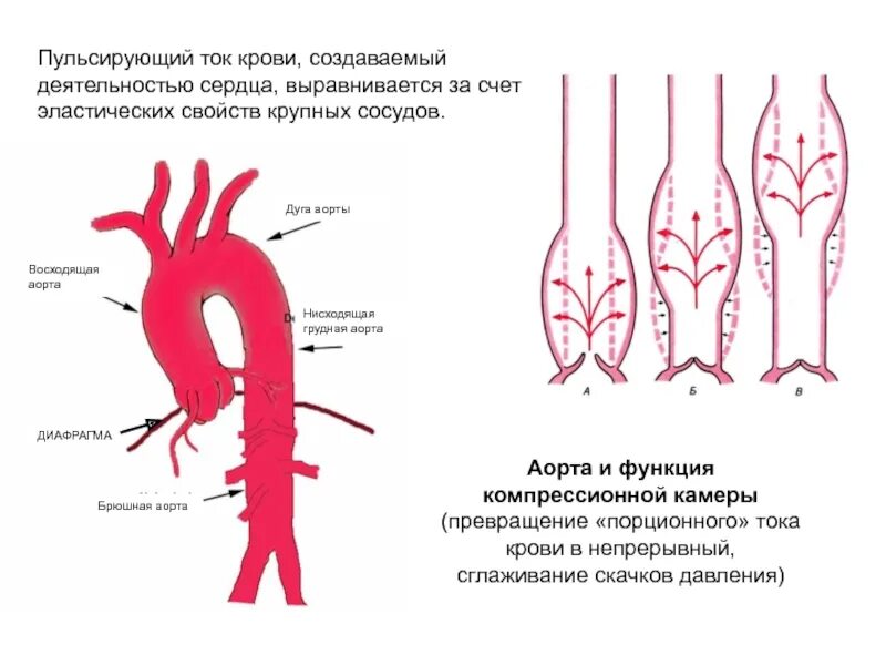 Задержка тока крови латынь. Восходящая аорта венечные артерии. Строение дуги аорты. Аорта восходящая дуга нисходящая. Крупные сосуды аорты.