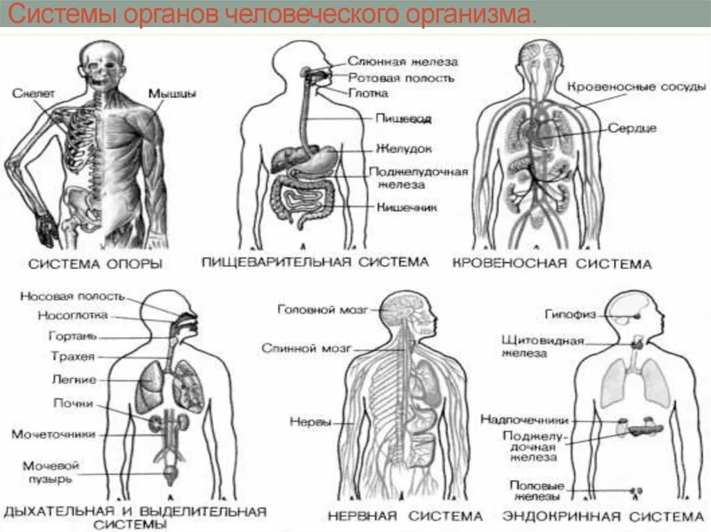 Системы органов человека человека. Перечислить основные системы органов человека. Системы организма человека(строение и функции). Взаимосвязь систем органов человека схема. Системы органов человека состав и функции