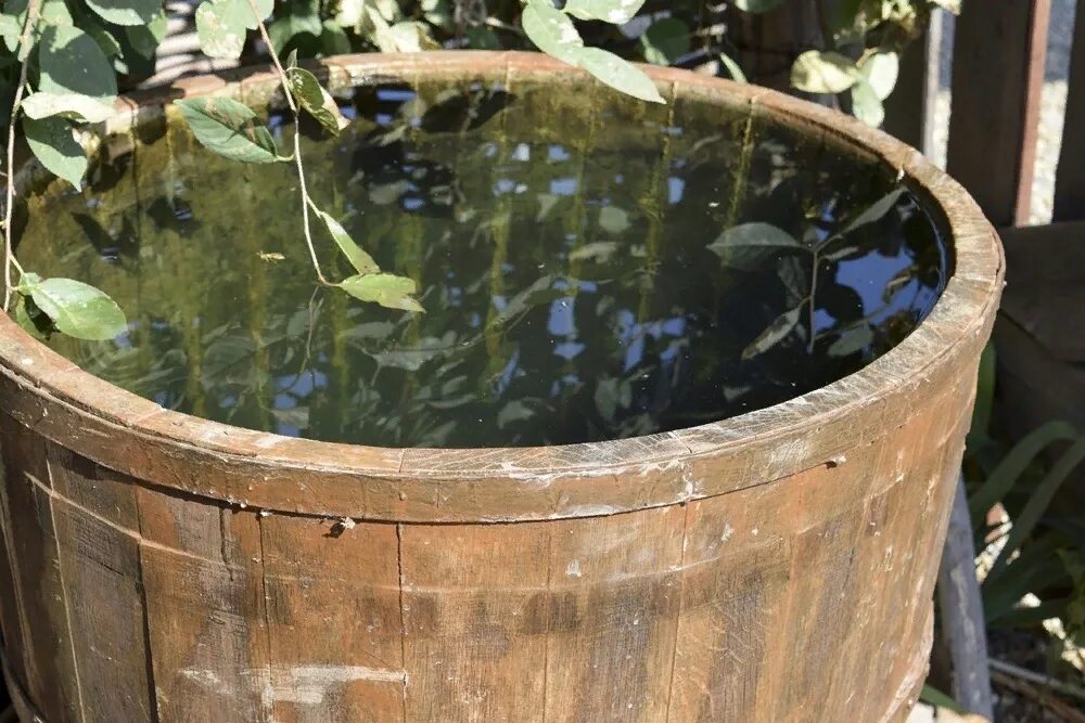 Бочку другую с водой. Деревянная бочка для воды. Кадушка с водой. Деревянная кадушка для воды. Деревянная кадка для воды.