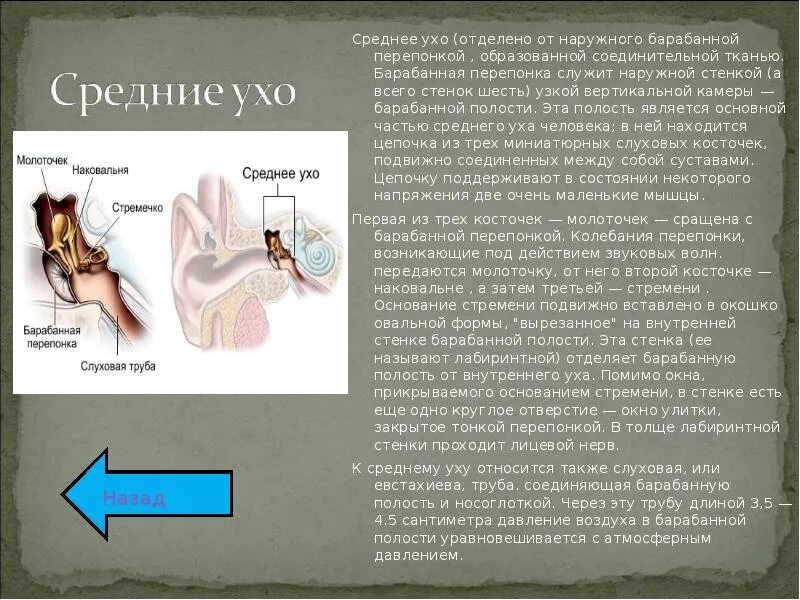 Средняя ухо. Барабанная перепонка отделяет наружное ухо от. Среднеу Хо. Среднее ухо барабанная перепонка.