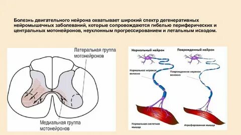 Центральный нейрон