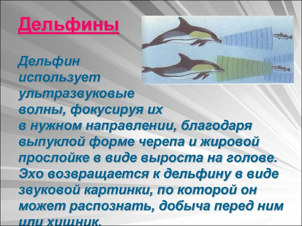 Ультразвук и инфразвук. (9 класс) - презентация онлайн