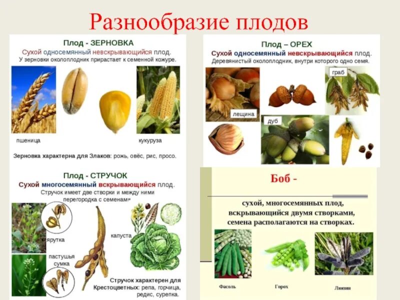 Назовите типы плодов. Классификация плодов цветковых растений. Плоды строение и классификация плодов. Плоды цветковых растений классификация. Тип плода у растений.