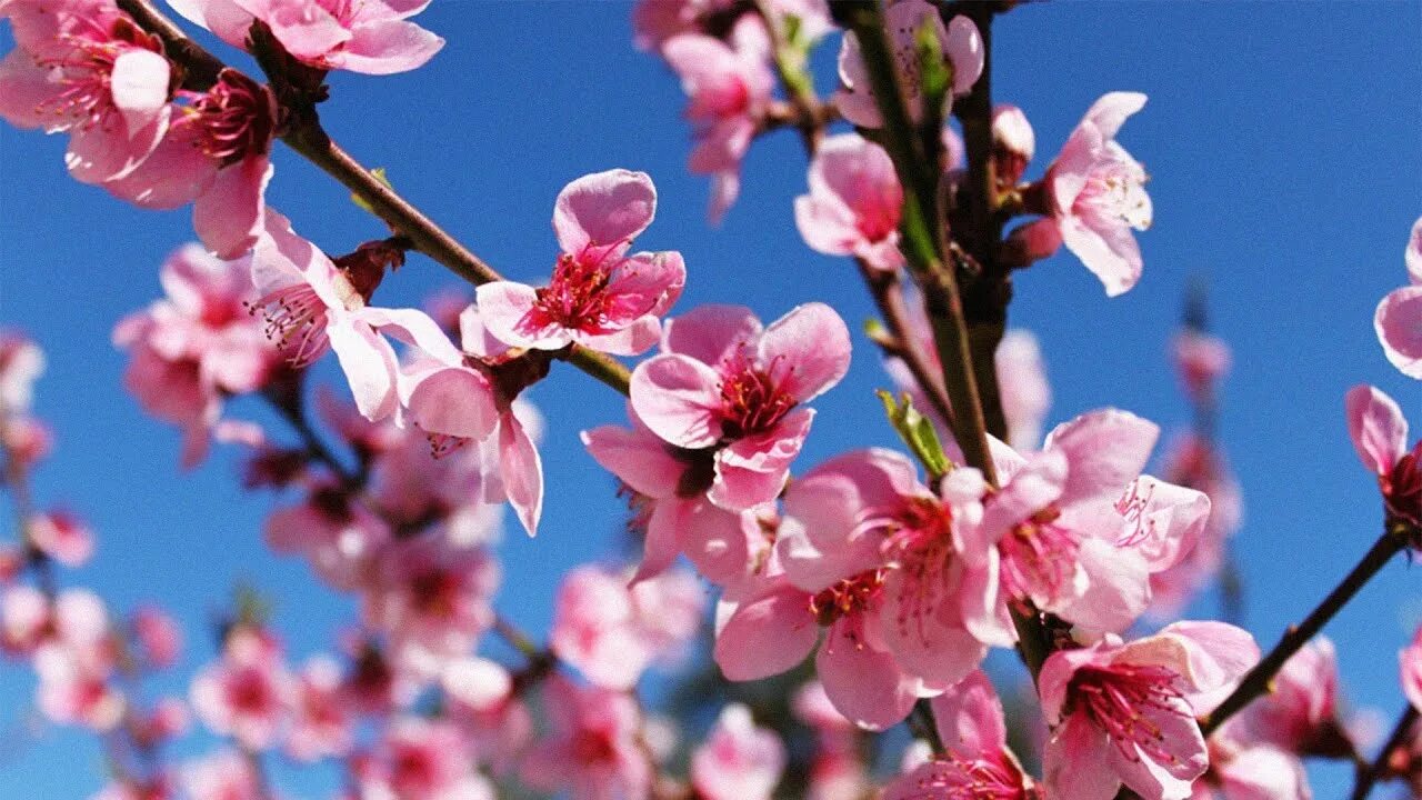 Jo malone духи nectarine blossom. Apricot blossom. Nectarine blossoms. Цветы персикового дерева. Сакура персик.