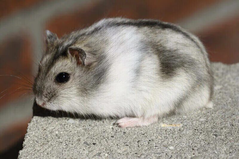 Джунгарский. Джунгарский хомячок. Джунгарские хомяки (Phodopus sungorus). Джунгарский хомячок серый. Белый джунгарский хомяк.