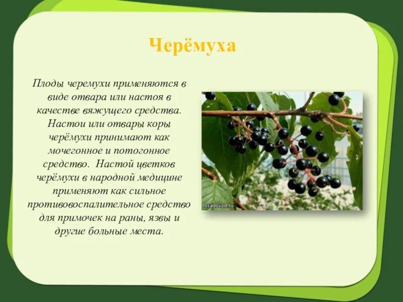 Ягоды черемухи польза и вред. Черемуха лекарственное растение. Черёмуха обыкновенная плоды. Описание плода черемухи. Ягоды черемухи полезные.