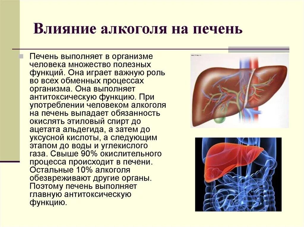 Влияние этанола на печень.