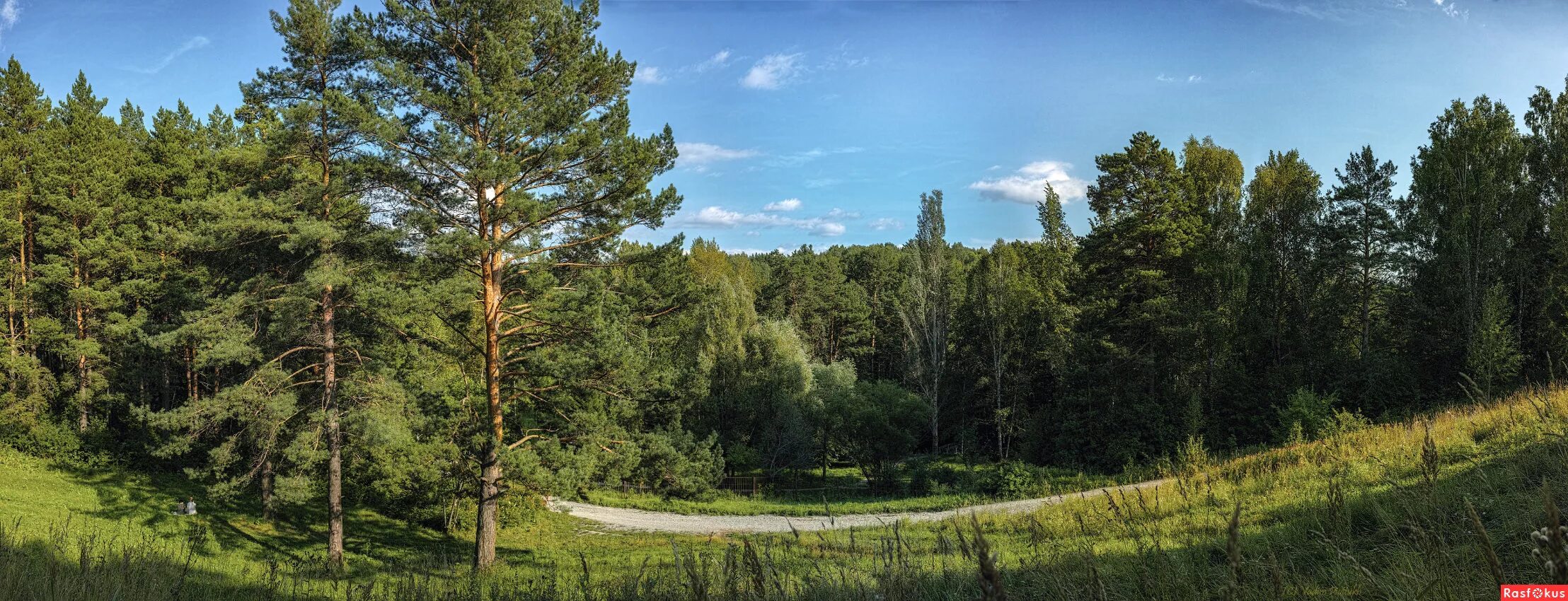 Сосновый Бор панорама. Сосновый Бор Зеленодольский район панорама. Сосна обыкновенная Белогорье. Бузулукский Бор.