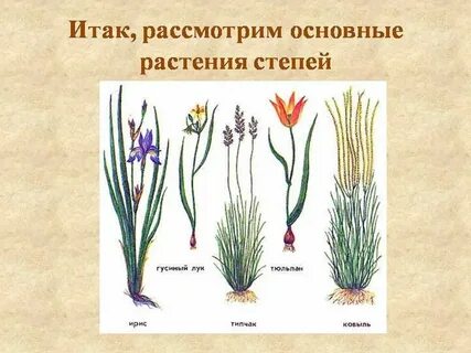 Какие растения обитают в поле