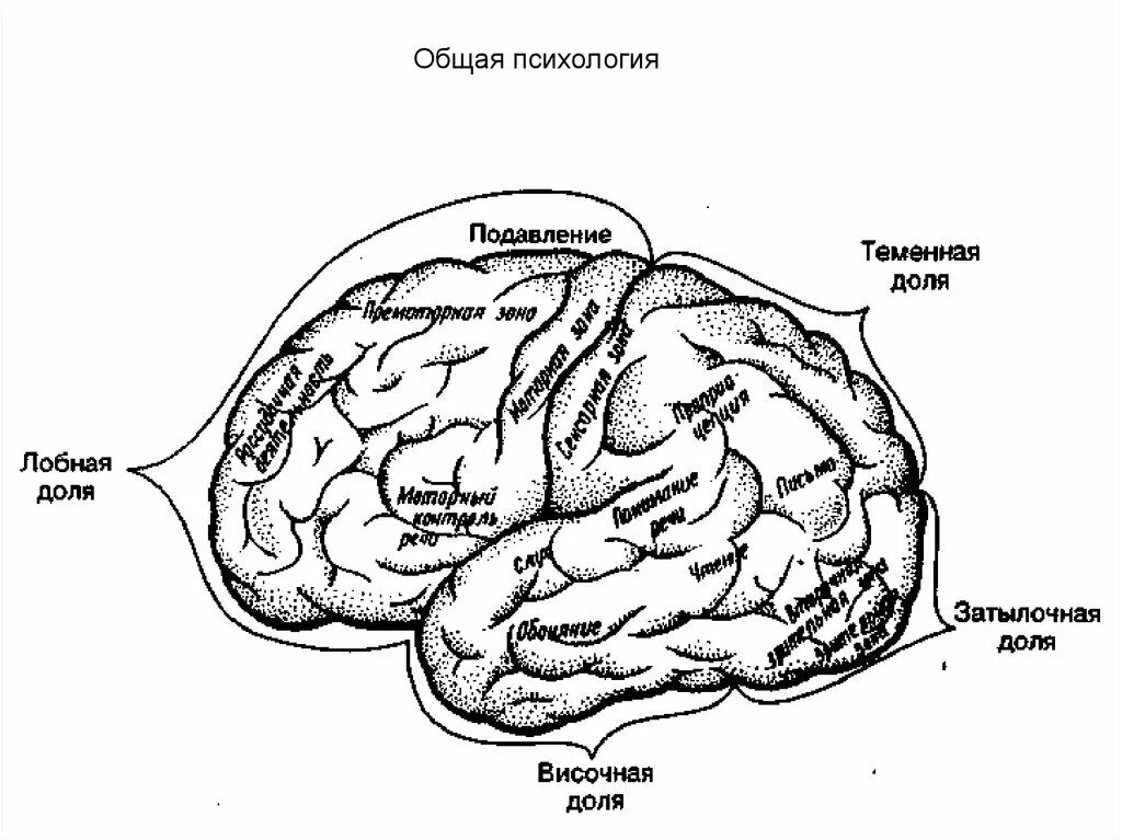 Схема расположения долей коры больших полушарий. Функциональные зоны и доли коры головного мозга. Зоны коры головного мозга схема. Основные зоны коры мозга