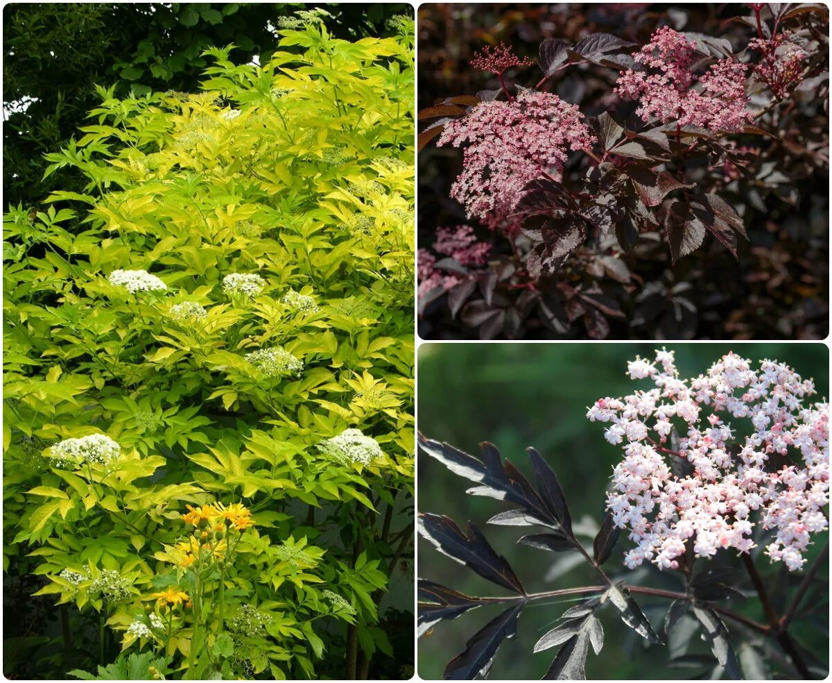 Бузина черная сорта. Бузина черная (Sambucus nigra). Бузина Ауреа. Бузина черная Голден Тауэр. Бузина канадская Ауреа.