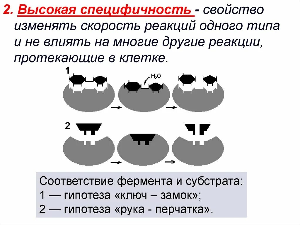 Реакция в 1 день. Высокая специфичность ферментов это. Специфичность ферментативной реакции. Свойства специфичности. Виды специфичности ферментов.