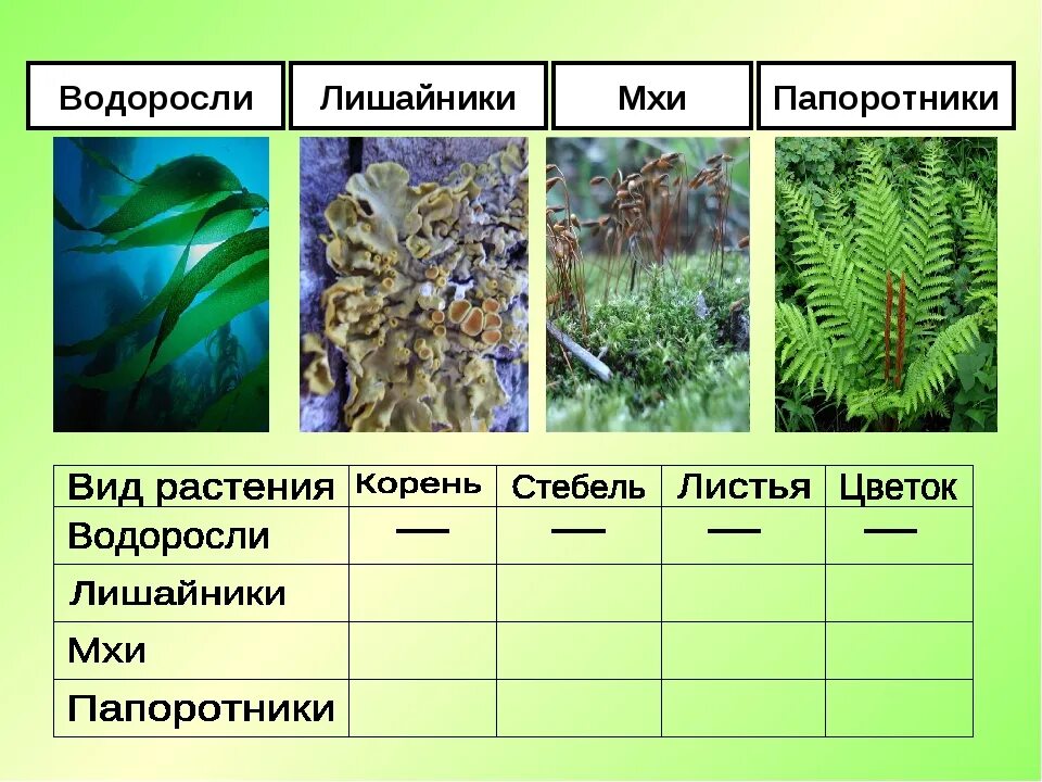 Тест биология мхи. Таблица мхи лишайники папоротники. Биология 5 класс мхи, папоротники, хвощи, лишайники. Папоротники представители таблица. Высшие споровые растения мхи. Папоротники.