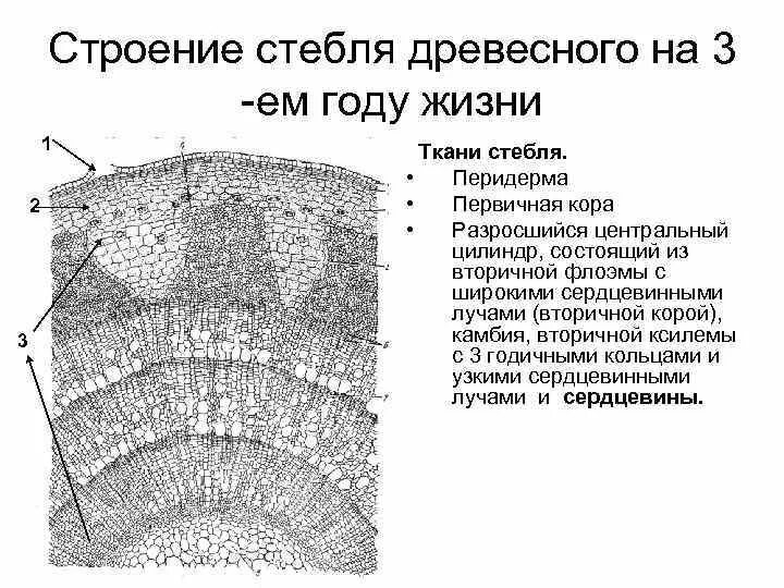 Внутреннее строение стебля функции. Строение и функции коры стебля. Строение перидермы стебля бузины. Строение перидермы с чечевичкой. Строение перидермы бузины.