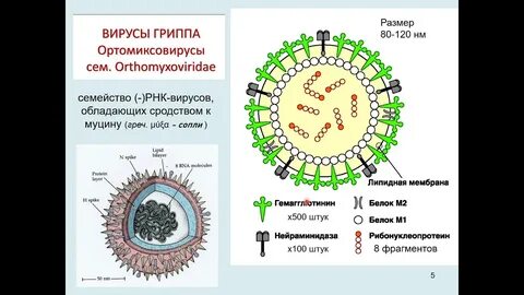 Вирус гриппа а лечение