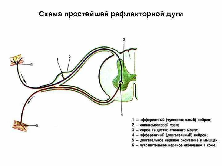 Рефлекс. Общая схема строения рефлекторной дуги. Схема рефлекторной дуги соматического рефлекса. Схема простой рефлекторной дуги анатомия. Схема сложной рефлекторной дуги соматического рефлекса. Участки рефлекторной дуги