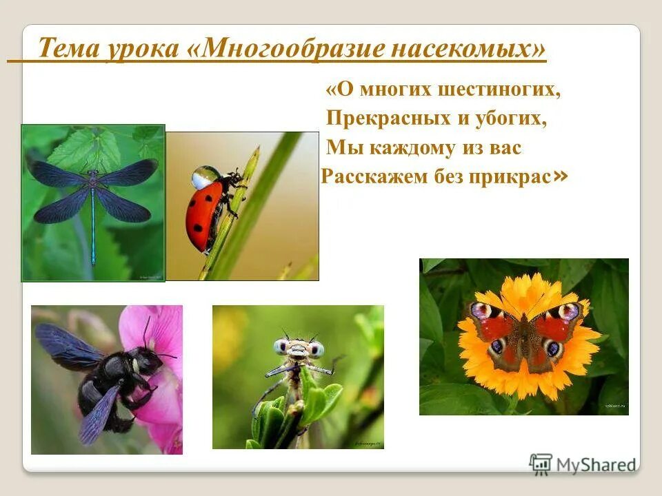 Многообразие насекомых насекомых. Окружающий мир насекомые. Разнообразие насекомых схема. Окружающий мир насекомые. Разнообразие насекомых 3 класс окружающий мир.